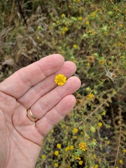 Centromadia parryi australis