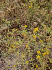 Centromadia parryi australis