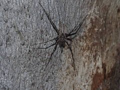 Tamopsis fickerti