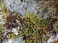 Kelleria