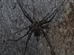 Tamopsis fickerti