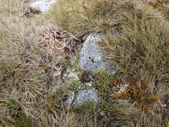 Kelleria