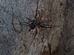 Tamopsis fickerti