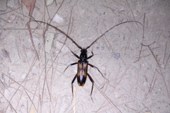 Phoracantha