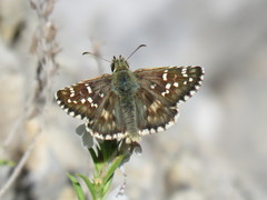 Pyrgus cirsii