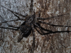 Tamopsis fickerti