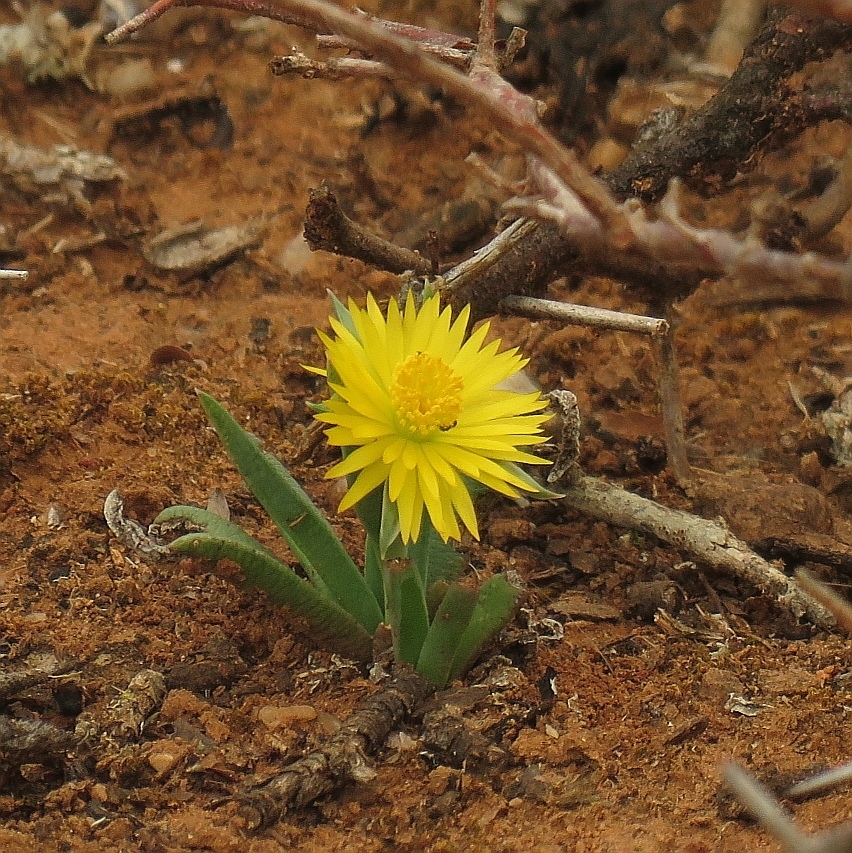 Bergeranthus addoensis