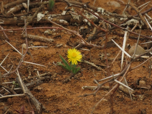 Image of Bergeranthus Addoensis (Bergeranthus addoensis) by (c) Christiaan Viljoen, some rights reserved (CC BY)