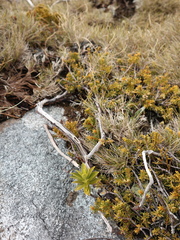 Pimelea gnidia