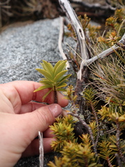 Pimelea gnidia