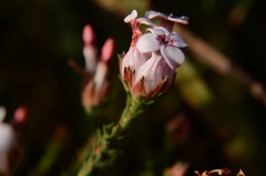 Erica ampullacea
