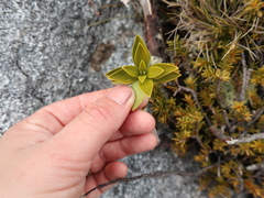 Pimelea gnidia