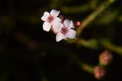 Erica ampullacea
