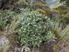 Brachyglottis buchananii