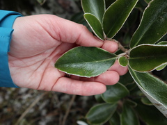 Brachyglottis buchananii