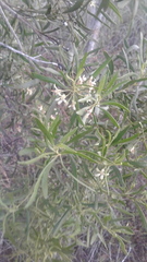 Eremophila mitchellii