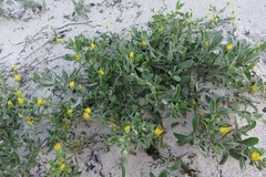 Calendula suffruticosa algarbiensis
