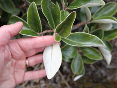 Brachyglottis buchananii