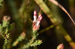 Erica ampullacea