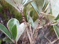 Brachyglottis buchananii