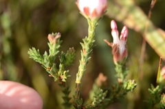 Erica ampullacea