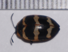 Oligocorynus zebra