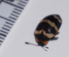 Oligocorynus zebra