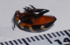 Oligocorynus zebra