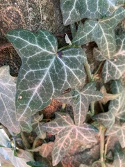 Hedera helix