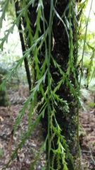 Asplenium flaccidum flaccidum