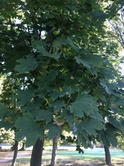 Acer platanoides