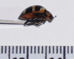 Oligocorynus zebra