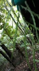 Asplenium flaccidum flaccidum