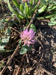 Trifolium pratense