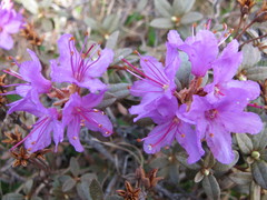 Rhododendron lapponicum