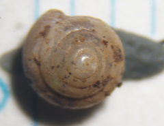 Euconulidae