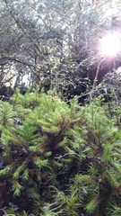 Dendroligotrichum tongariroense
