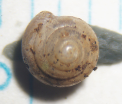 Euconulidae