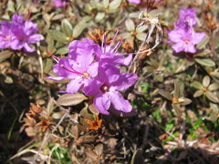 Rhododendron lapponicum