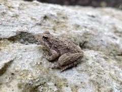 Acris blanchardi