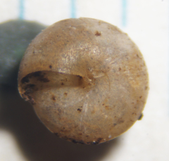 Euconulidae