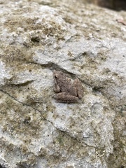 Acris blanchardi
