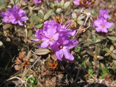 Rhododendron lapponicum