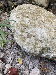 Acris blanchardi