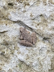 Acris blanchardi