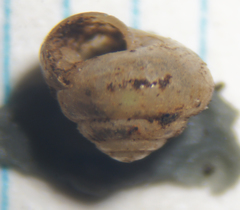 Euconulidae
