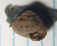 Euconulidae