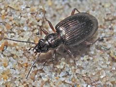 Bembidion punctulatum