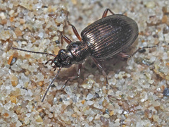Bembidion punctulatum