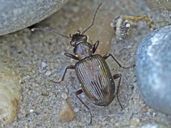 Bembidion punctulatum
